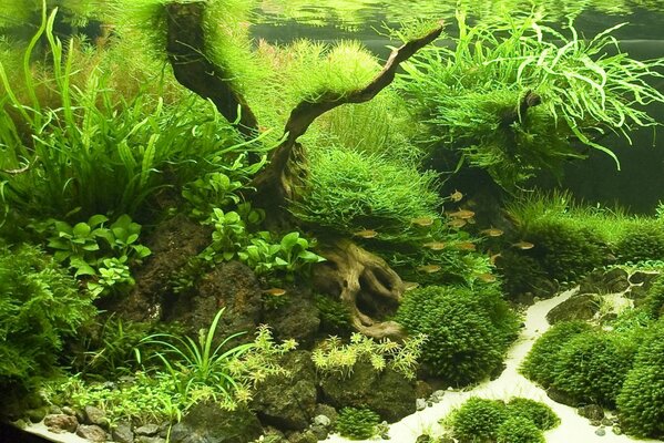 Acquario con piante acqua per pesci