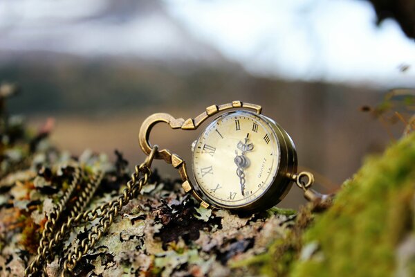 A chain on a watch in the bark of a tree