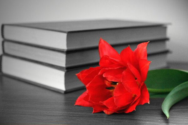 Hermosa flor roja en la mesa del libro