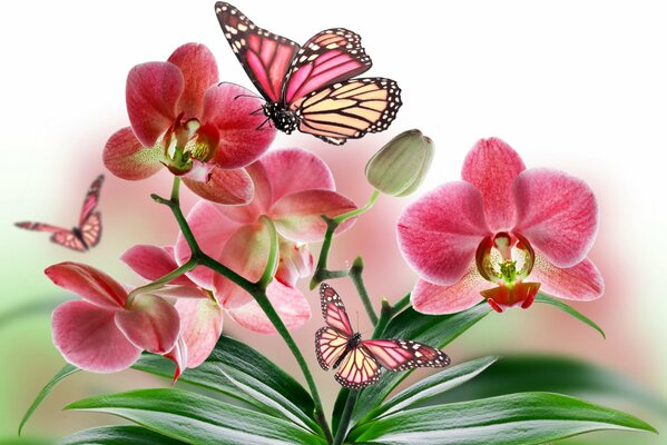 Las mariposas vuelan sobre la Orquídea phalaenopsis roja