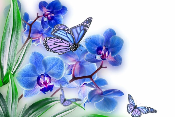 Orchidea blu con farfalle volanti