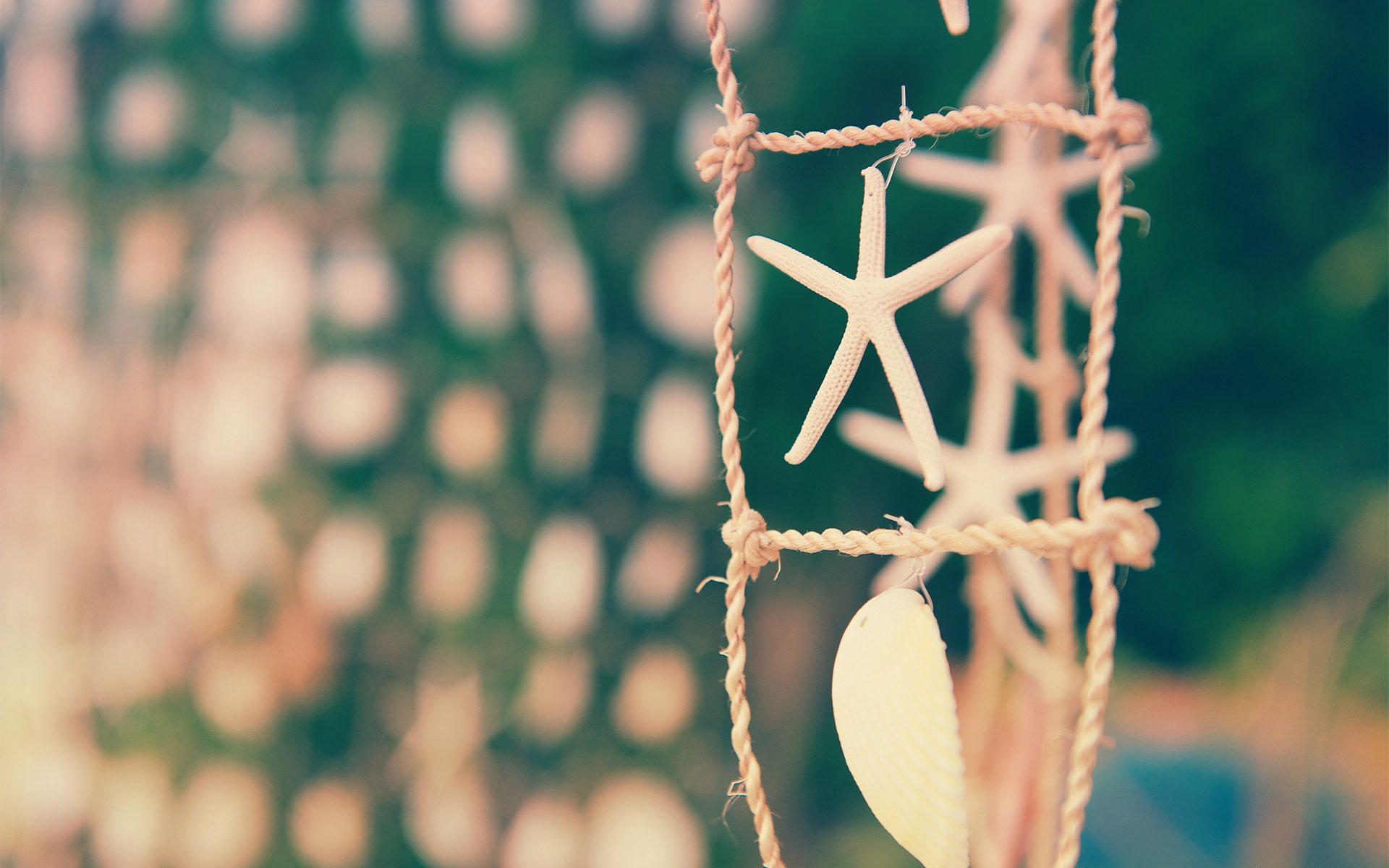 focus shell starfish sea