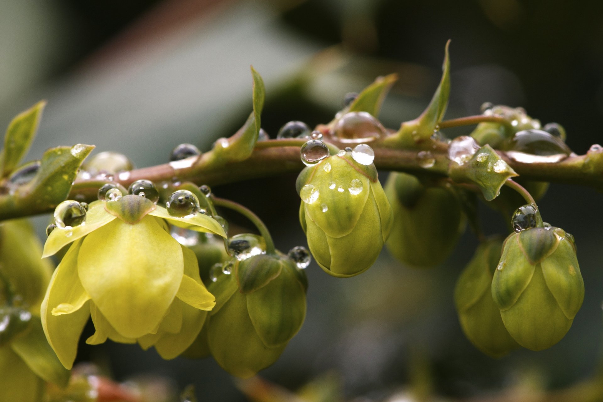 rama flores gotas