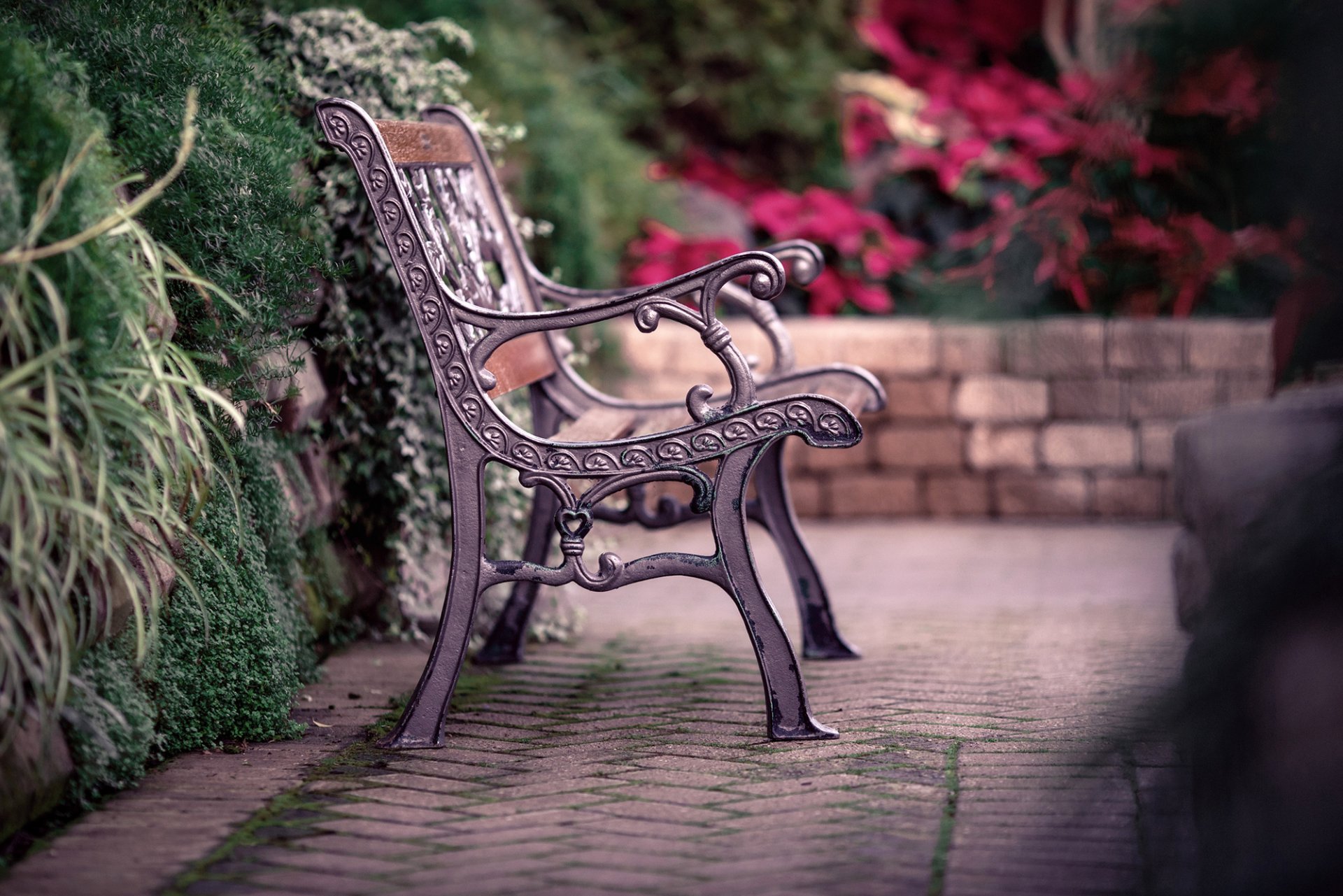 banc banc banc banc clôture clôture feuilles buissons nature