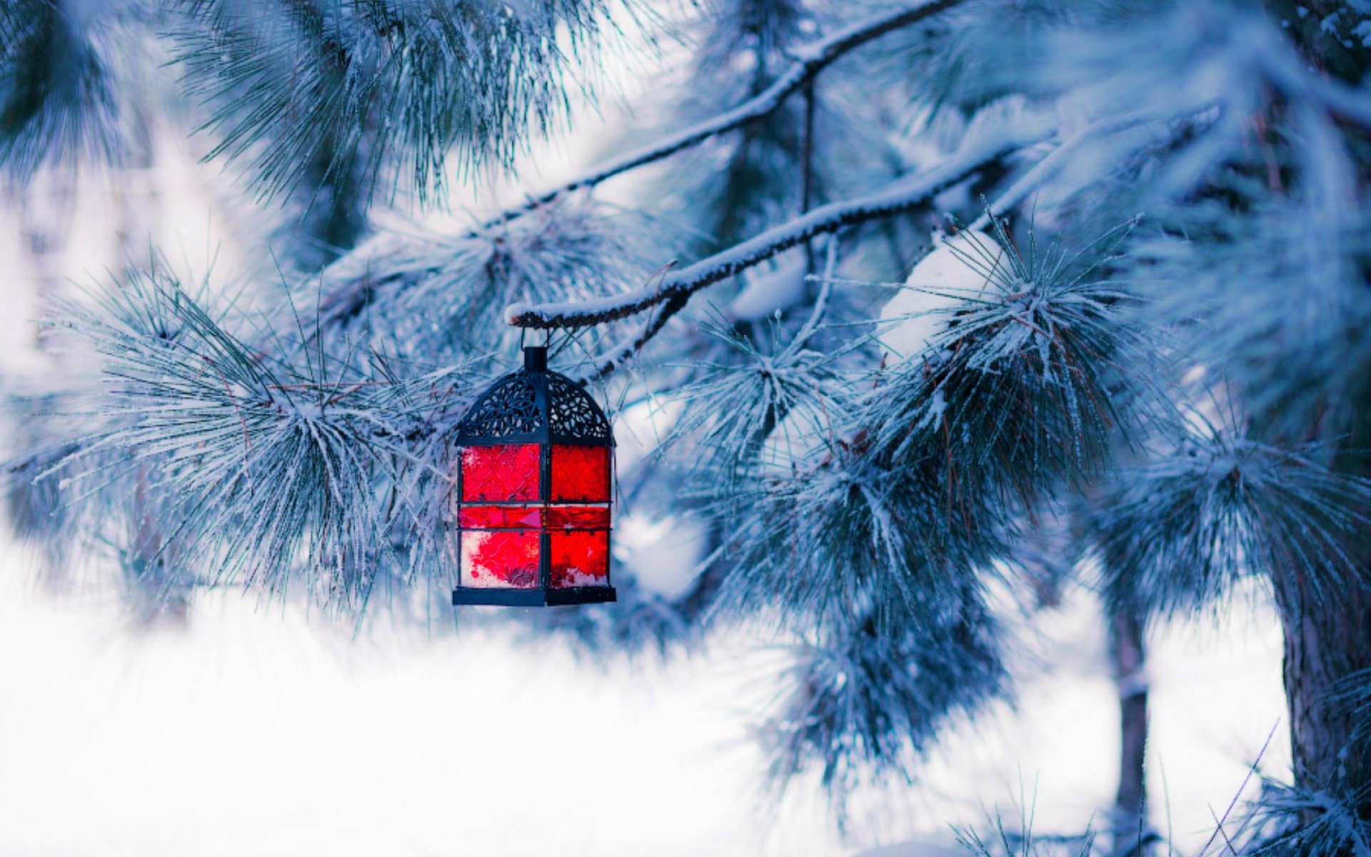 weihnachten neujahr weihnachtsbaum schnee winter laterne