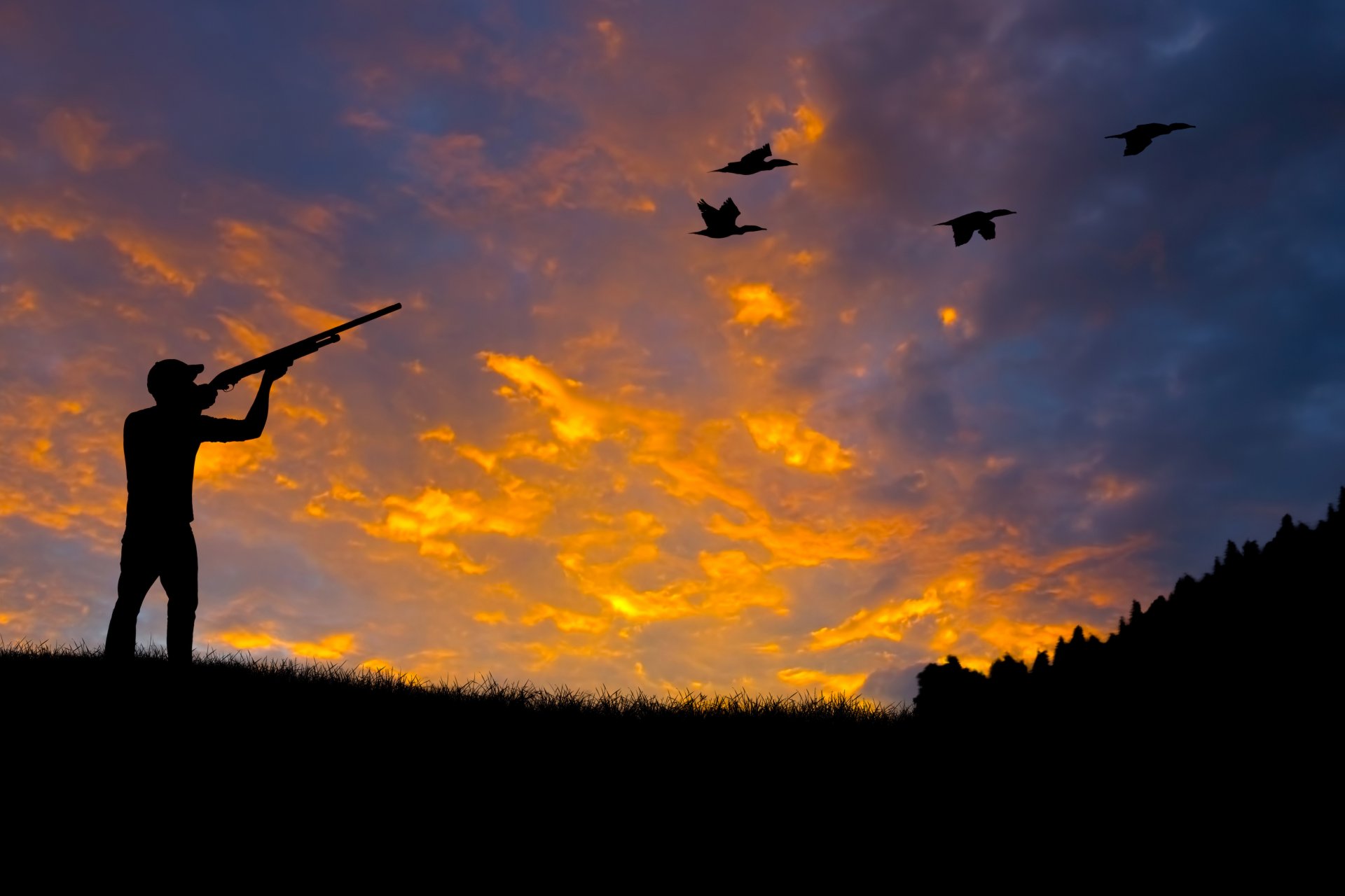 silhouette chasse arme fusil fusil visée préemption tir canards forêt nature beau fond fond d écran