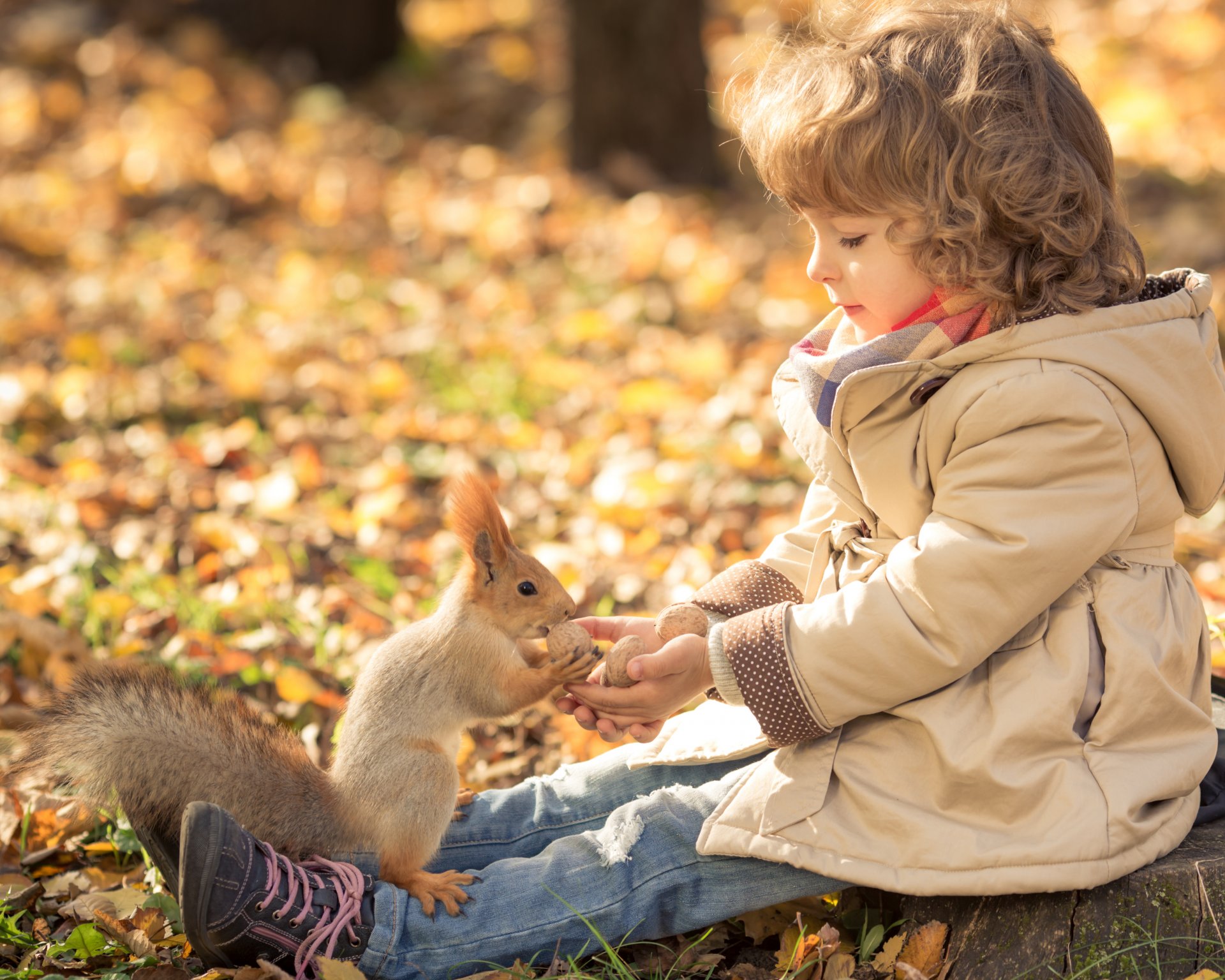 girl locks section walnut protein foliage autumn