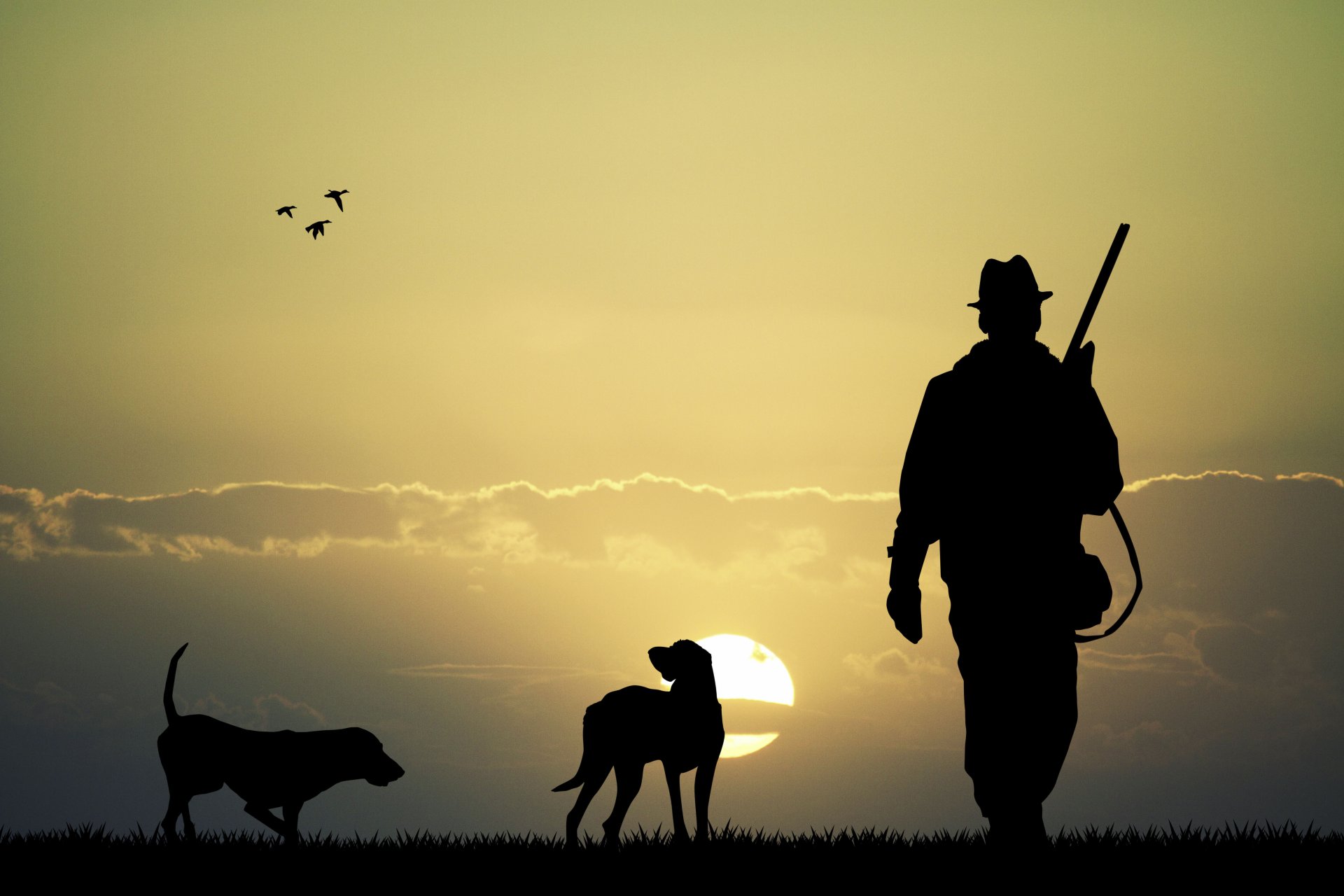 silhouette caccia arma fucile fucile cacciatore due cani pianura tramonto cielo anatre natura bellissimo sfondo carta da parati