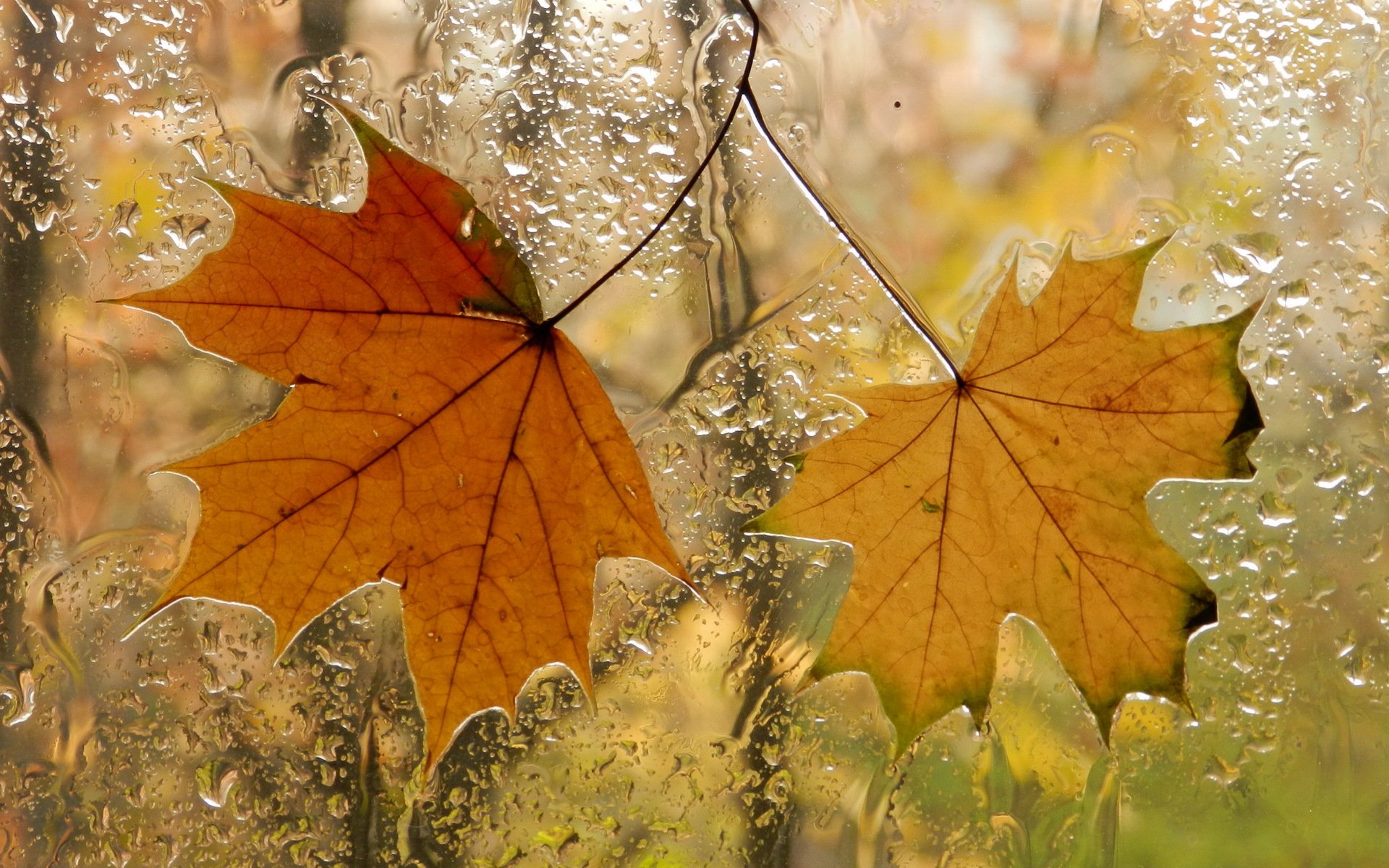 hojas ventana otoño