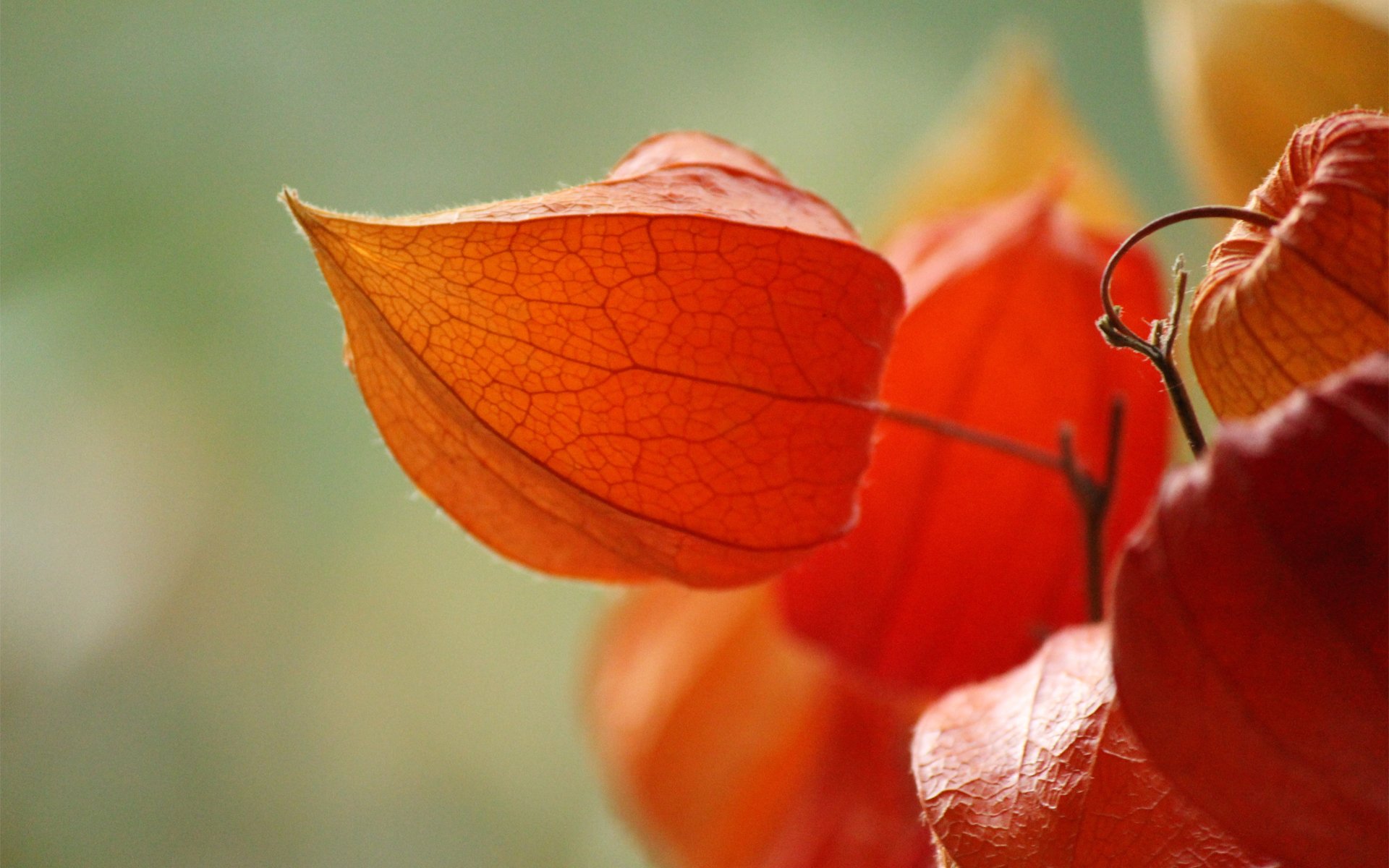 plant cape gooseberry petals branch