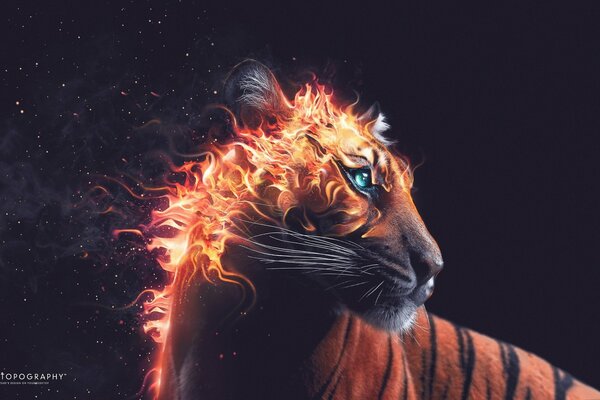 Bella tigre di fuoco nella foto