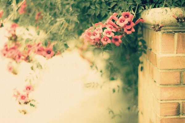 Flower bush on the background of the fence