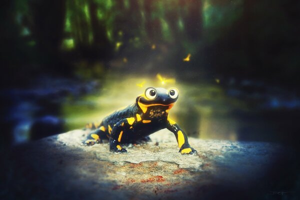 A black and yellow frog stands on a stone