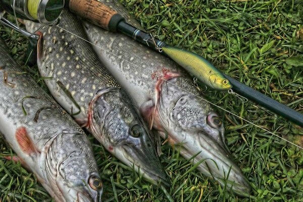 Pike on the grass caught fishing