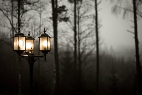 Laternenlicht im Nebel der Bäume auf dem Hintergrund der bewölkten Natur