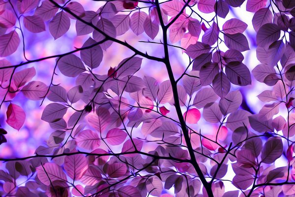 Полноформатные обои дерево и листья фиолетовые