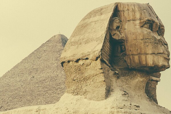 Scultura della Sfinge Egiziana sullo sfondo della piramide