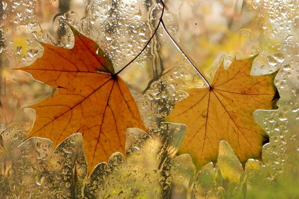 Draußen sind gelbe Blätter, der Herbst ist gekommen