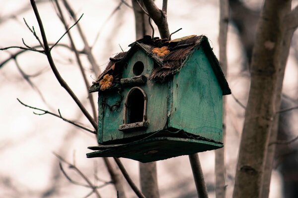 Stary domek dla ptaków na drzewie dla ptaków