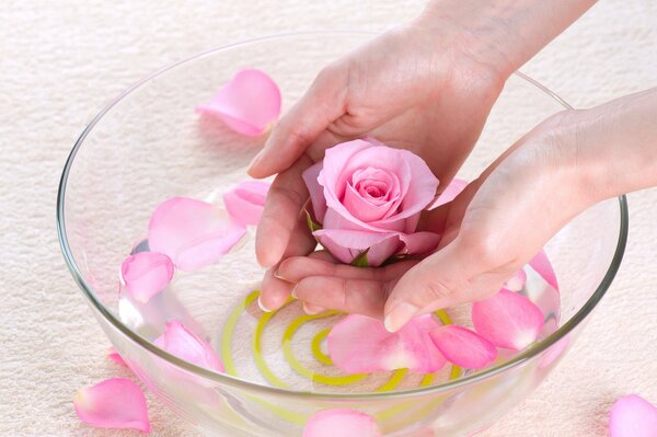 Rose petals in a glass bowl and hands holding a rosebud