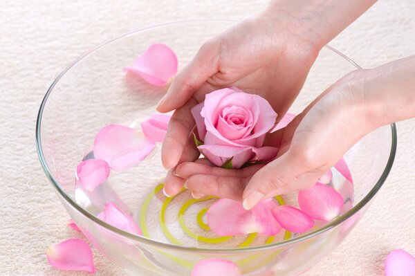 Лепестки розы в стек8 миске и руки держащие бутон розы