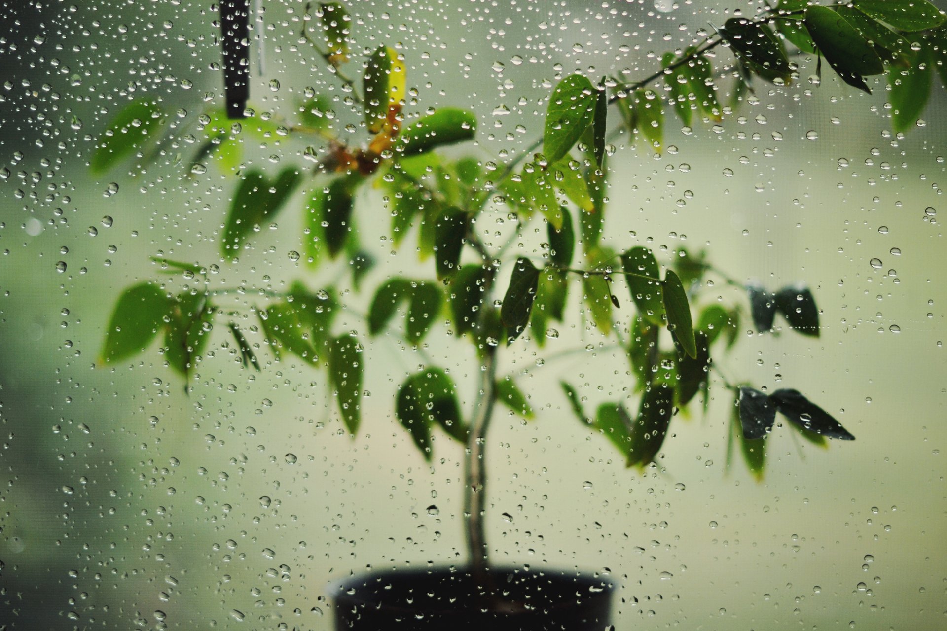 pflanze im topf glas tropfen