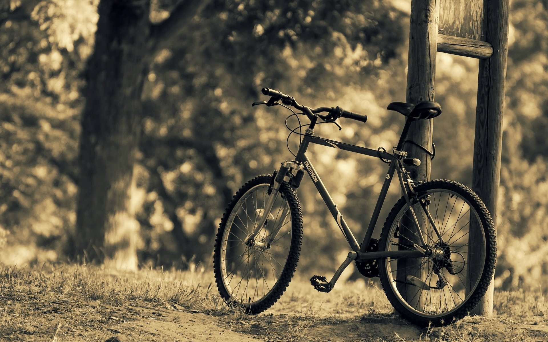 miscellaneous bicycle nature sports trees tree leaves leaves blur background wallpaper widescreen fullscreen widescreen widescreen