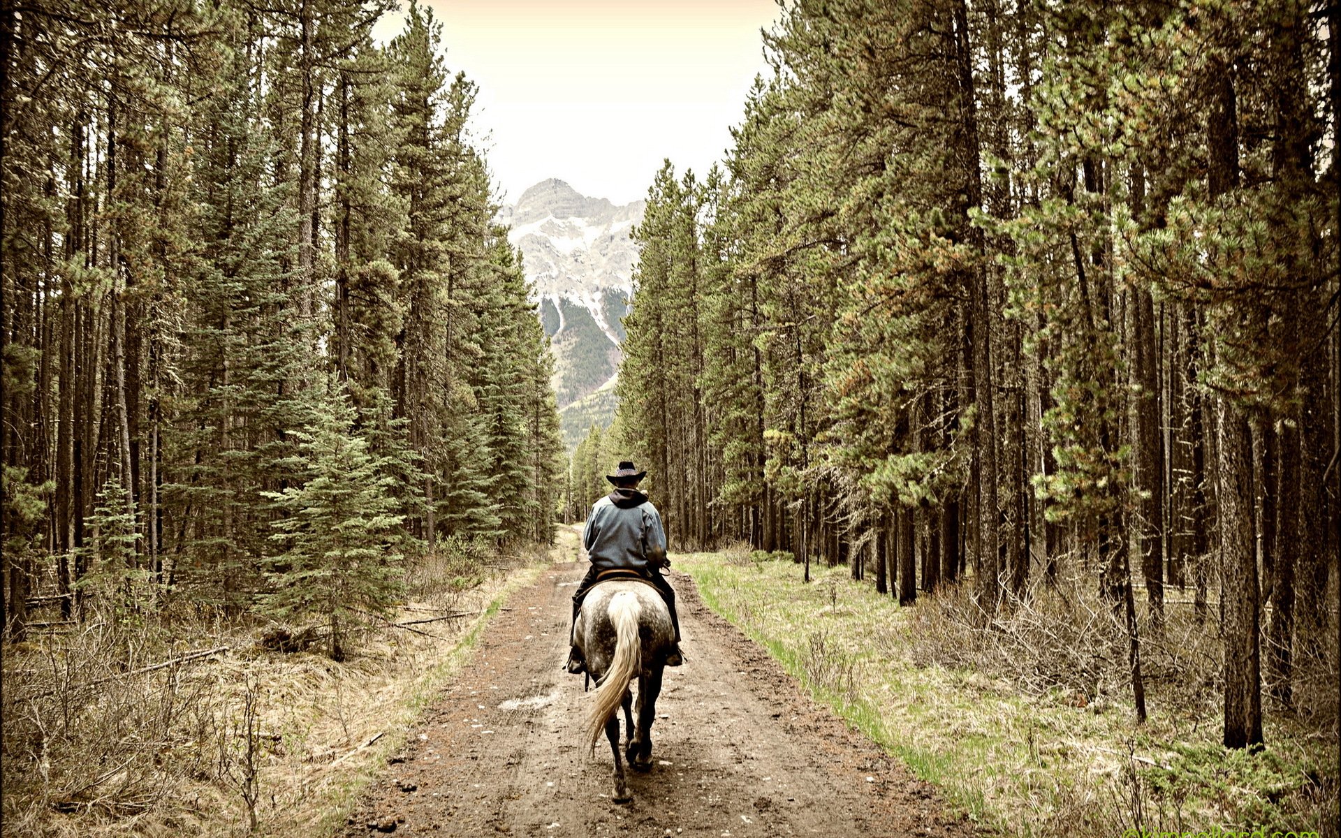 road horseman forest mountain