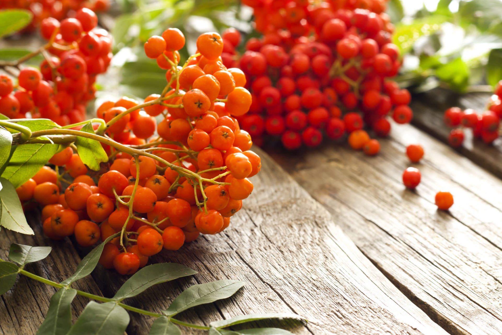 sorbo bacche rosso arancione autunno tavolo sfocatura bokeh carta da parati