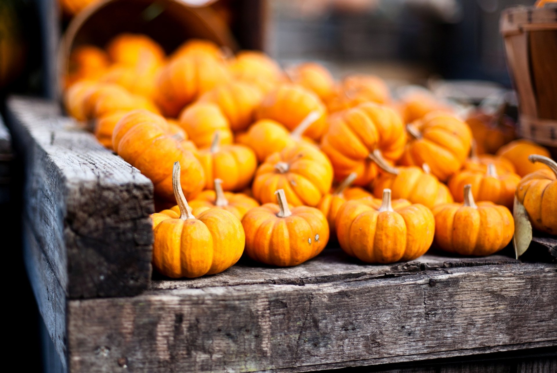 calabazas verduras naranja otoño cosecha cestas