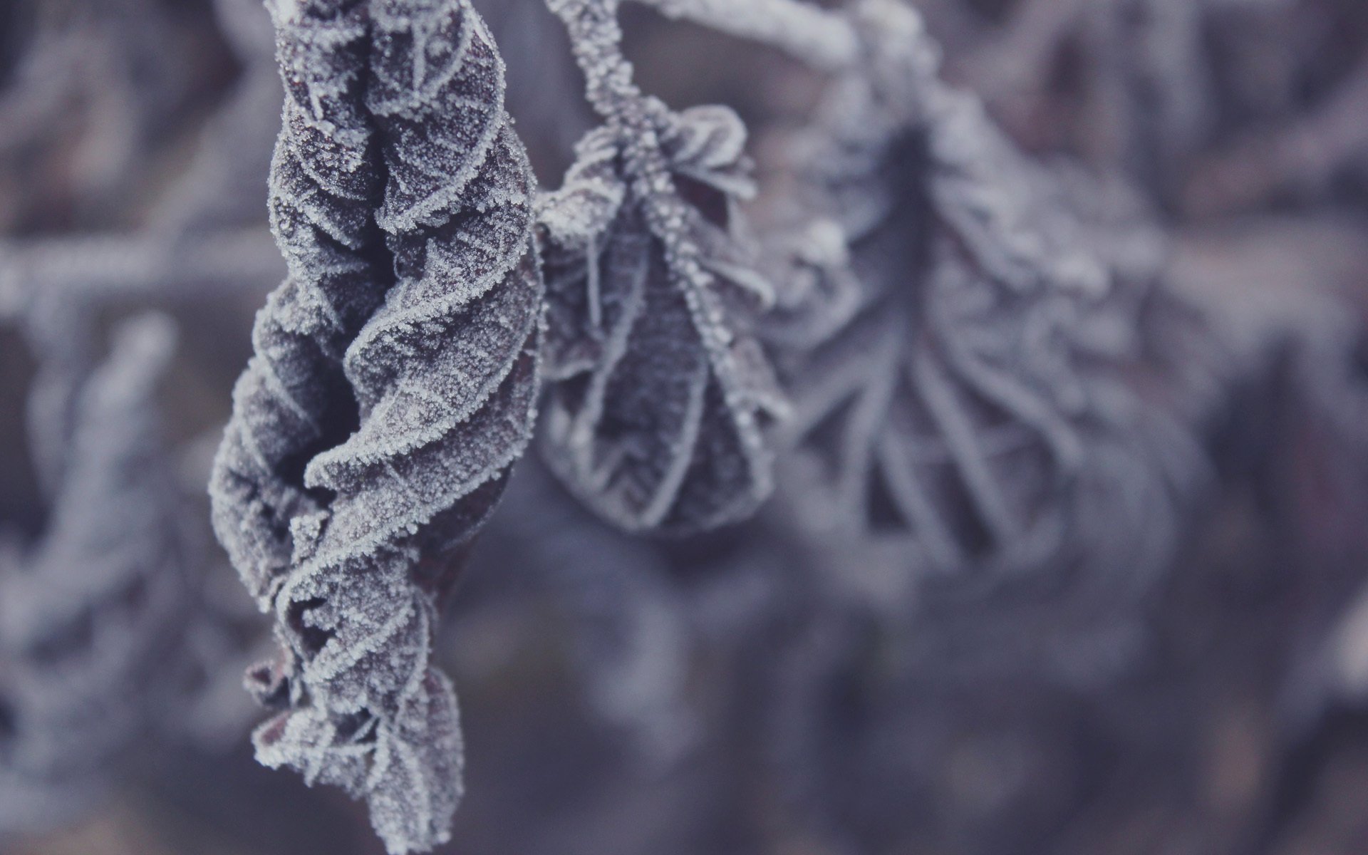 gelo foglie inverno secco freddo