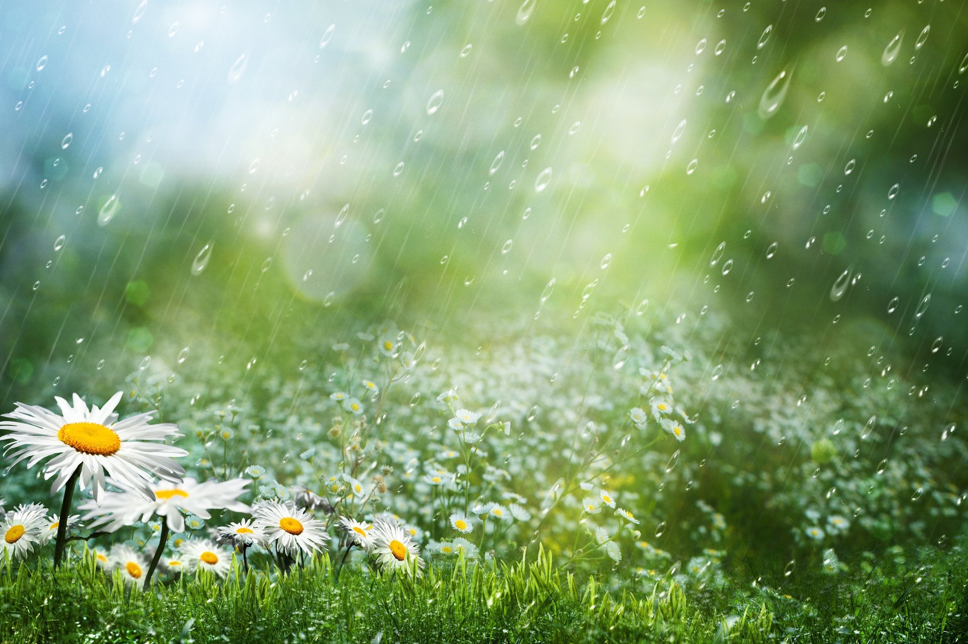 chamomile flower grass drops rain