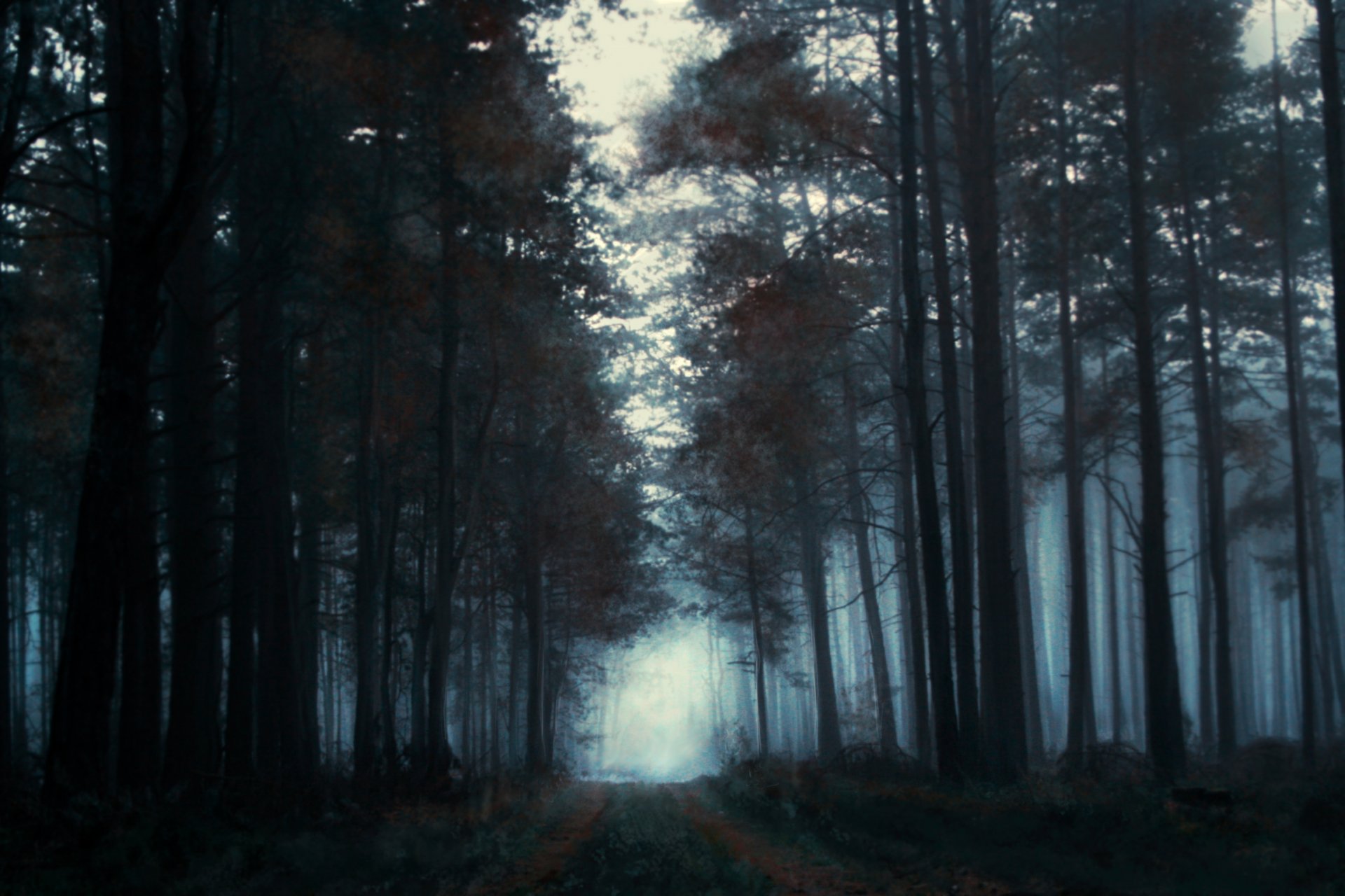 paysage dessiné forêt arbres brouillard matin