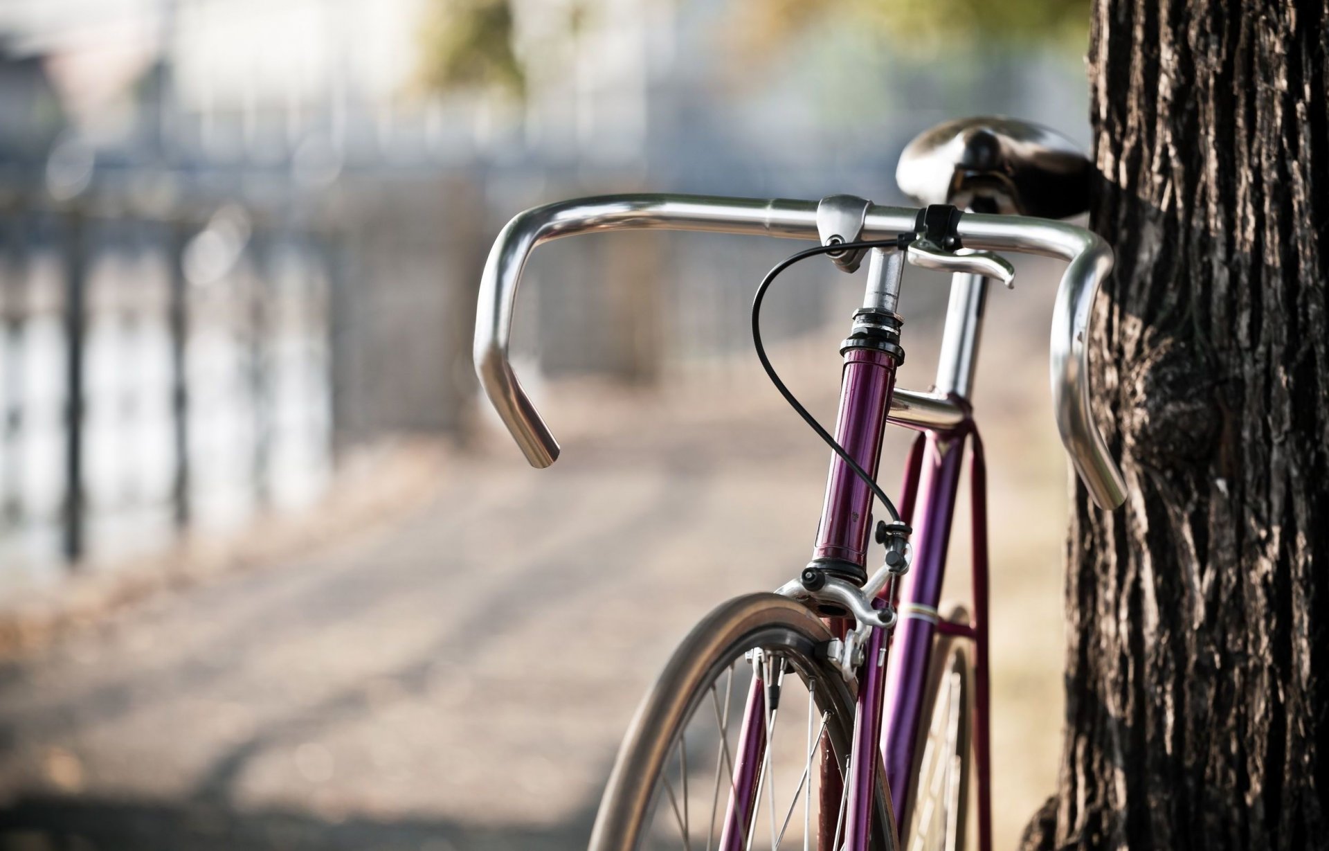 sonstiges fahrrad groß baum stamm unschärfe bokeh stadt straße park hintergrund tapete widescreen vollbild widescreen