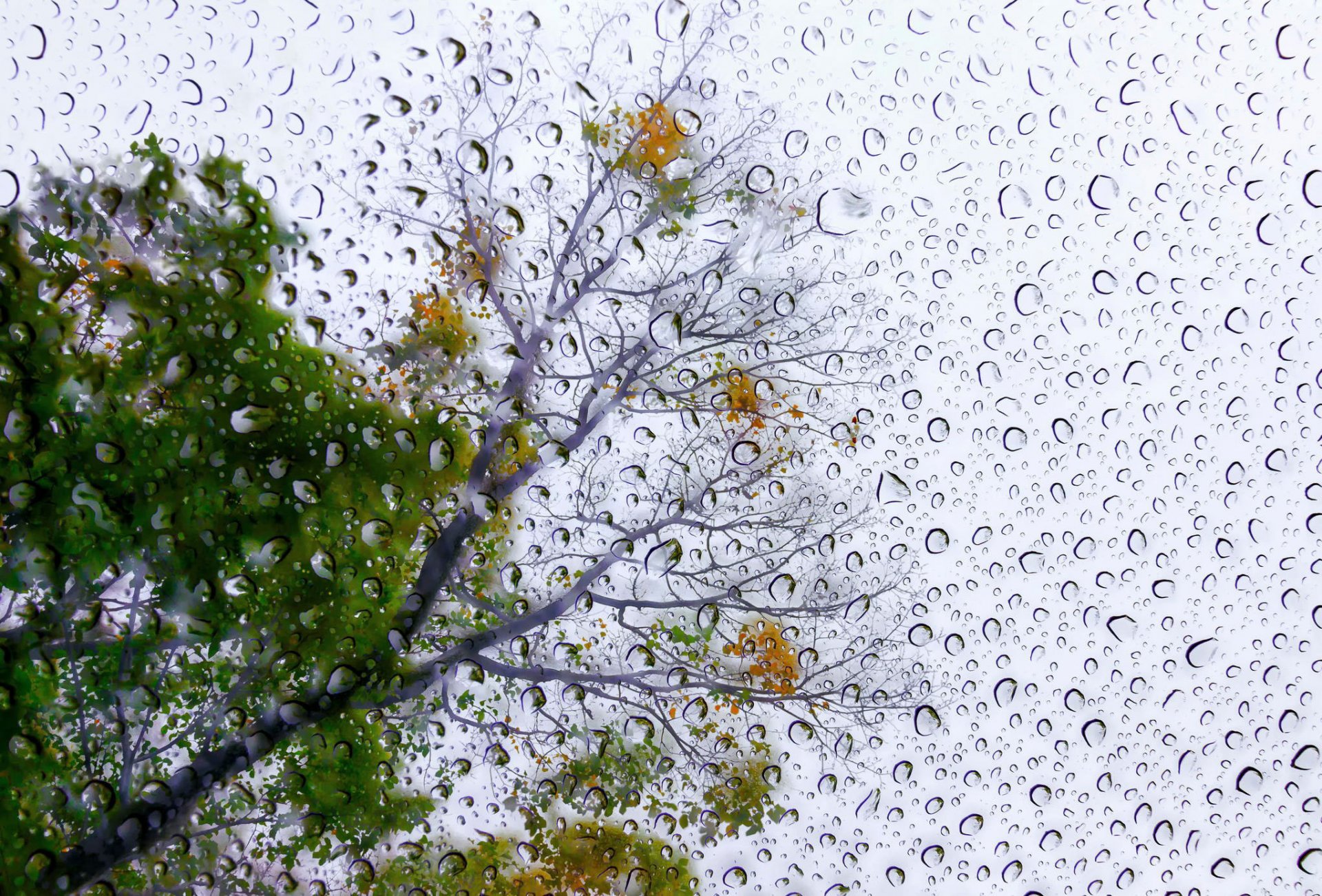 rain poem drops tree