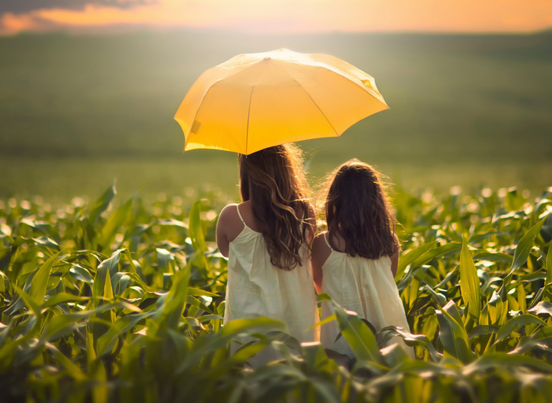 girl girls the field corn umbrella