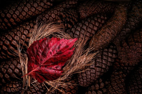 FEUILLE ROUGE D AUTOMNE SUR LA PAILLE ET LES CÔNES