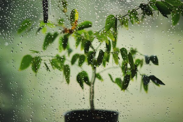 La planta en maceta es visible a través de las gotas en la ventana