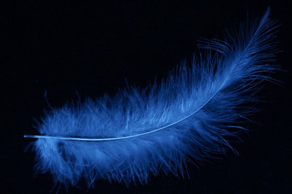 A blue feather is drawn on a black background