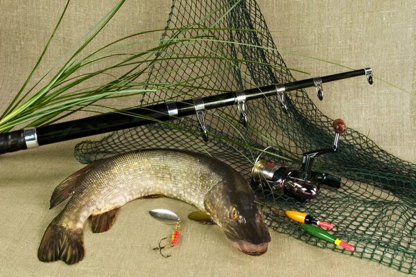 Fresh pike on the background of spinning and tackle