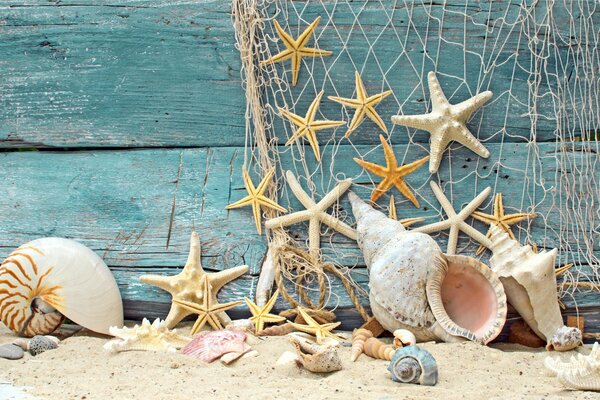 Bellezas marinas que yacen en la arena de la playa