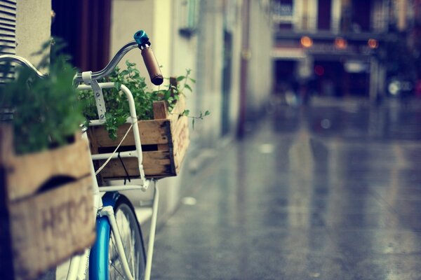 Vélo contre le mur dans la rue avec des plantes dans des boîtes