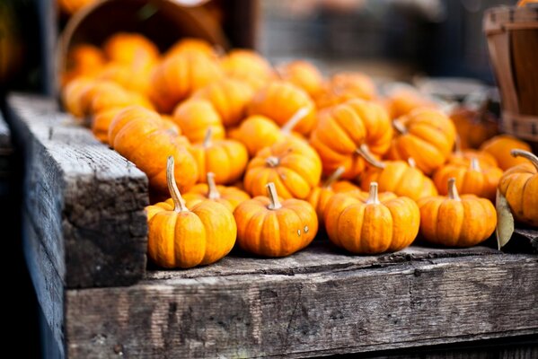 Pumpkin harvest on a board table