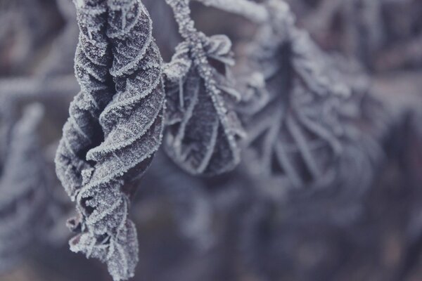 Die gerollten Blätter hängen am Baum und sind mit Frost bedeckt