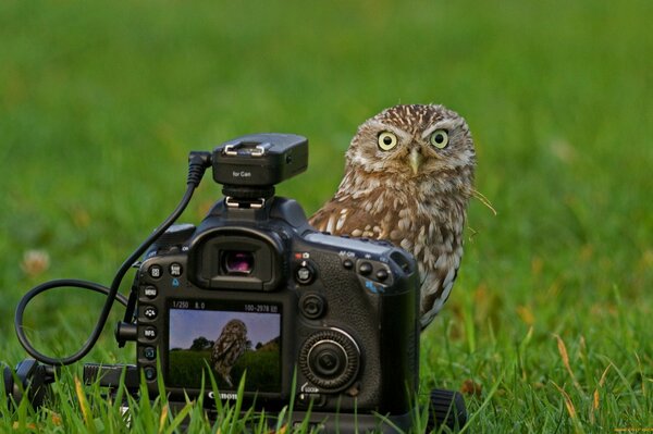 Owl on the background of the camera in the green grass