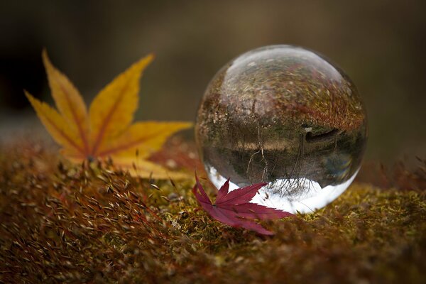 Goutte d eau sous la forme d une boule sur les feuilles