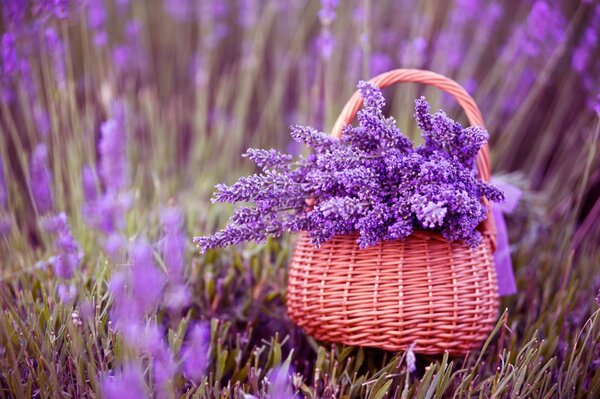 Panier de lavande se trouve dans le champ. belles fleurs