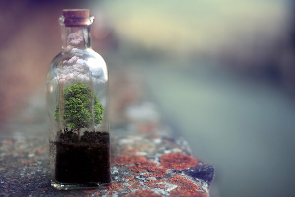 Bel arbre dans une bouteille en verre