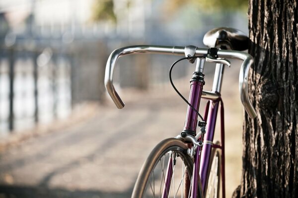 Piękne zdjęcie rowerek koło drzewa Liliowy