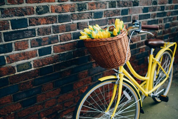 Yellow bike with a basket of yellow tulips on a brick wall background